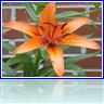 Orange Tiger Lily by Kevin