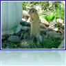 Another shot of the ground squirrel, standing up to see if there was anything dangerous nearby (there wasn't) . . .


